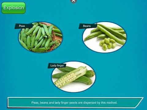Dispersal of Seeds - Science Class 5