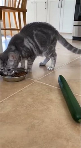 Why Are Cats So Scared of Cucumbers?! 🥒😹 #cat #funny #funniestvideo