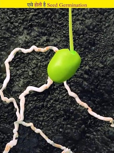 Complete process of growing seeds (Seed Germination)