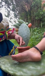 803K views · 8.5K reactions | Mira los beneficios para tú salud que te brinda la tuna o nopal | Nutri Fitness | Facebook