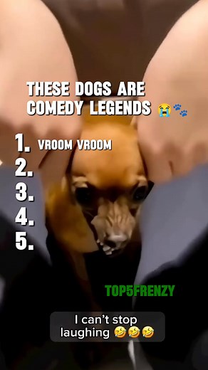 These Dogs Are Comedy LEGENDS 😭🐾 Here are the Top 5 Funniest Dogs caught on camera! 🐶🤣 These dogs are actual comedians and they don’t even know it 💀 Which one made you laugh the hardest? 😂👇 👉 Follow for daily funny moments & viral animal clips! funny dogs, top 5 funny dogs, funniest dog videos, funny animals, dog fails, dogs being silly, animal compilation, viral dogs, funny dog moments, try not to laugh animals, dog humor, trending dog videos, hilarious dogs, pets, animal memes #funnydo