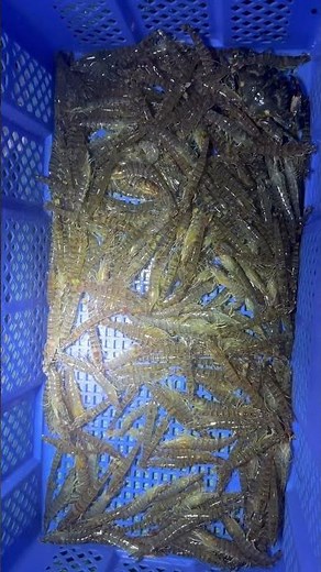 浜名湖漁業体験【えびすき漁】 #漁業体験 #浜名湖 #漁師