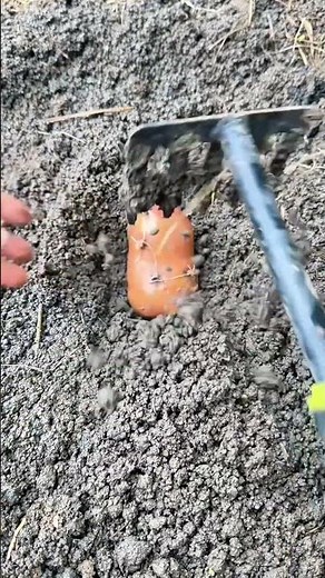 Standard Potato Planting: Soil Covering Technique ジャガイモの植え付け手順：覆土の標準的技術