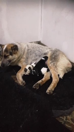 Nurturing Moments: Dog Nursing Her Newborn Puppies