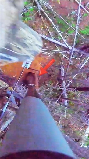 Wild Boar Hunting with Stake | Intense Jungle Hunt | Epic ActionAdventure#wildboar#challenge#archery