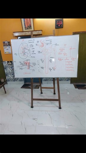 nephron/Definition/ Types/Different parts & Figure with diagram