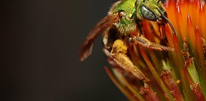 There’s much more to bees than queens, honey and hives