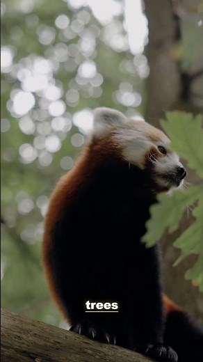 The Giant Panda Is Disappearing — Watch Before It's Too Late | 4K
