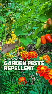 1.6M views · 16K reactions | Old school ways works wonders. I was...