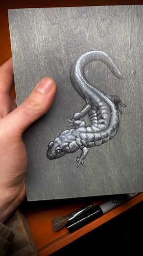 Here is a little field study I made of a Seal Salamander in Nature Journaling Club yesterday (such a little chonk!) It felt so good to be out in the woods with artists and nature-lovers alike, I’m so grateful to be surrounded by such good-hearted people. Thank you #beals.art and #astounding_earth_ for putting this together!! #asheville #ashevilleartist #avl #avlart #naturejournal #wildlifeart #wildlifeillustration #salamander #blueridgemountains #appalachia #pisgah #amphibian #posca #micron #ill