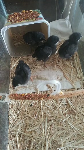 Sadie (@sadiewireman1)’s videos with We've Only Just Begun - Carpenters