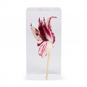 Rare Tulip Objet d’Art