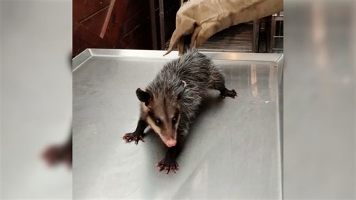 Empleado de autolavado se divierte matando a golpes a tlacuache en Monterrey, piden castigo: IMÁGENES FUERTES