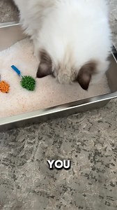 1.9K views · 1.8K reactions | The best cats deserve the best litter. | PrettyLitter | Facebook