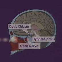The Human Suprachiasmatic Nucleus