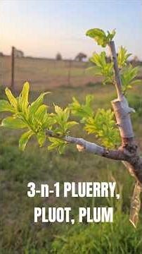 3-n-1 pluerry, pluot and plum graft project