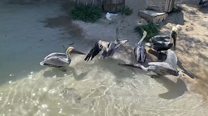 4K views · 68 reactions | Feeding time! Pelicans catch fish by scooping them out of the water with their pouch-like bills. Brown Pelicans specifically hunt by “plunge diving,” meaning they dive down from high up and use the impact of hitting the water to stun a group of fish, making them easy to scoop up. Happy #wingedwednesday | Cameron Park Zoo | Facebook