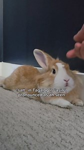 linguistic homophone jokes are my favorite #philippines #filipino #tagalog #travel | Kuya Kurt