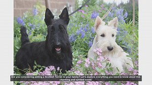 Scottish Terrier: Everything You Need to Know Before Adopting