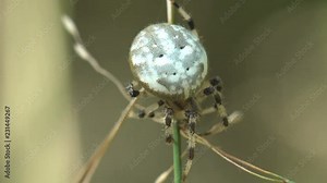 Insect spider, Araneidae, marbled orbweaver sits in leaves of dry speed grass in forest, outdoors, sitting on green background, macro, animal, meadow, field, garden