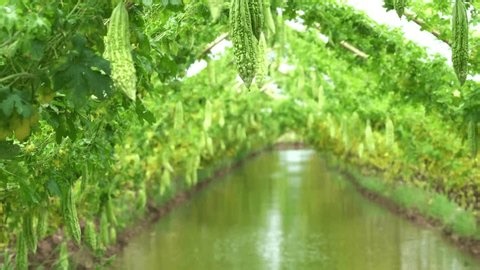 clip-4002069297-bitter-gourds-hanging-vines-above-irrigation-canal