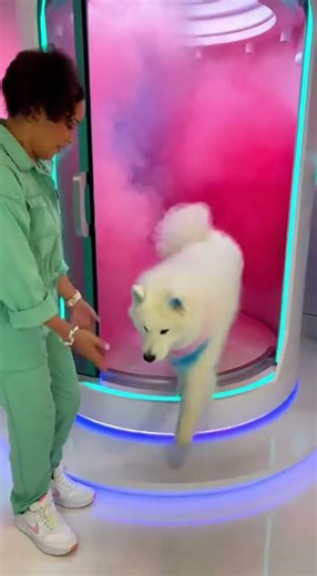 This Dog’s Color Transformation Will Melt Your Heart 💖✨🐶 #ViralShorts #CuteAnimals #DogTok #Shorts