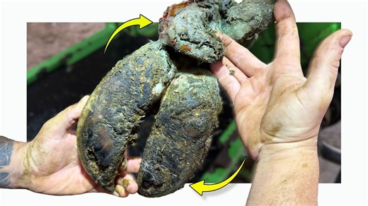 【沉浸式修蹄】蹄趾皮炎酿大祸，悬蹄烂到整个切除！