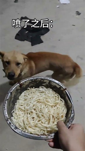 Comparison before and after spraying the shit smell spray #Big Yellow dog#Dog s Daily