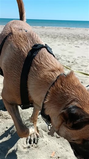 Bellissima Bella❤️❤️❤️