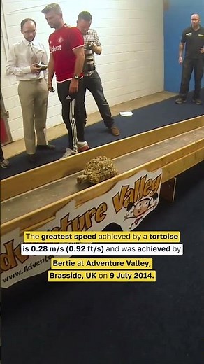 The fastest TORTOISE in the world! 😲