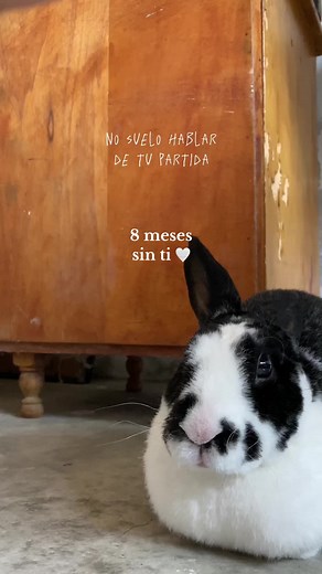 El dolor de perder un conejo: un homenaje sincero