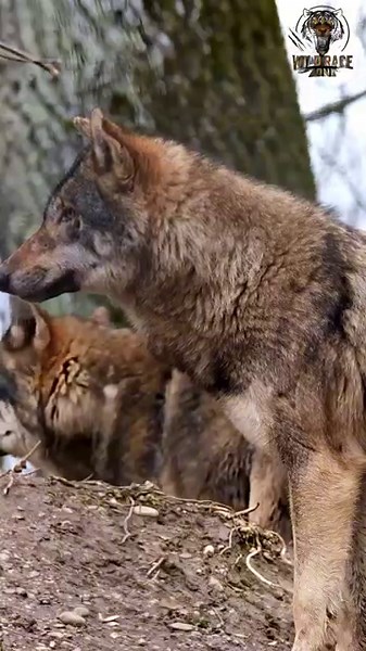Gray Wolf 🐺 The Most Misunderstood Predator of the Wild!#GrayWolf #WildAnimals #Nature
