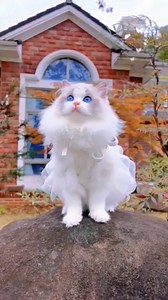 91 reactions · 8 comments | Funniest Cute Cats & Kittens Ever Compilation Ep 55 﫶 | Cute Kittens | Facebook