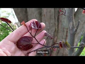 Planting a Redbud Tree "Forest Pansy"