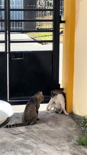 #cat #catsoftiktok #pet | cats fighting
