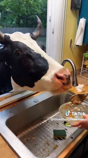 Jenna would like to remind everyone to eat a nutritious and healthy oatmeal breakfast! #cow #cows #jennathecalfwholived #lifewithpigs #breakfast