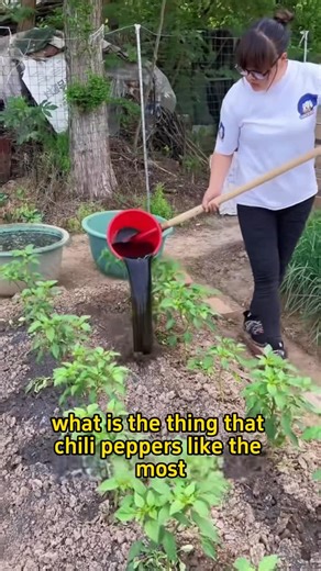 Home Gardening on Instagram: "These two things peppers love best are better than any fertilizer"
