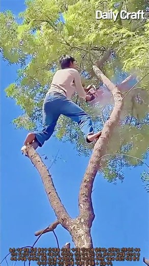 전기톱을 활용한 고공 나무 전정 및 가지치기 과정 #worker #process #trimming #skill #nature