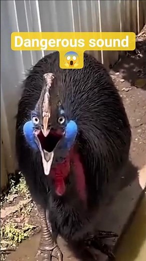 5 Scariest and Most😱Dangerous Bird Sounds in the World #Animals