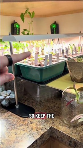 Short and sturdy vs Tall and floppy