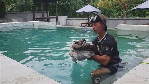 Property owner finds massive python swimming again
