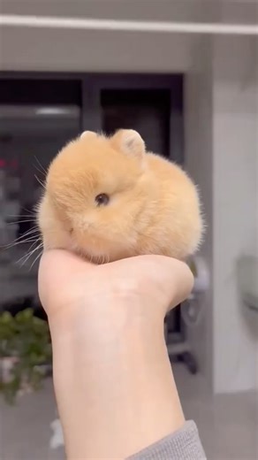 Dwarf Rabbits in Their Daily Life