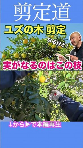 Pruning Yuzu: These are the branches that bear fruit! #Pruning #Gardening #Trees #Beginner #Yuzu ...