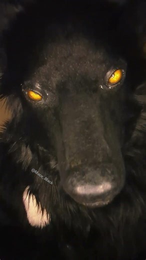 eyes