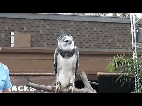 Harpy Eagle San Diego Zoo