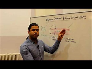 Muscle Sensors (Part I) - The Muscle Spindle