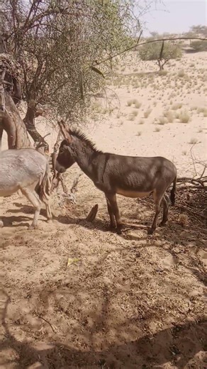 Village Scene: Donkeys Fighting Under Tree 🌳 #shortvideo #animallif #shortvideo #cuteanimal #animals