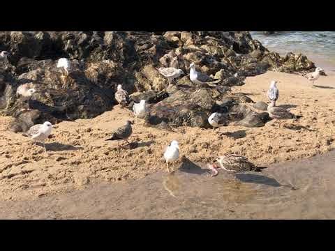 Seagulls fighting over fish leftovers, Vila do Conde, Porto, Portugal (part 2)