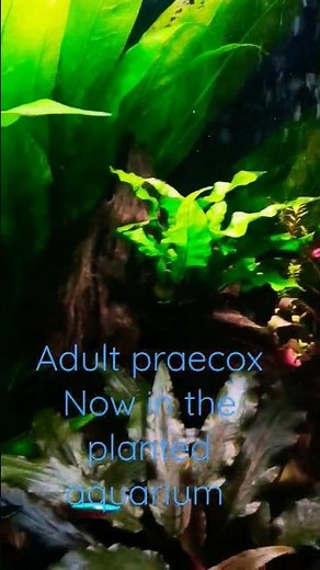 awesome dwarf neon rainbows moved into the aquascape