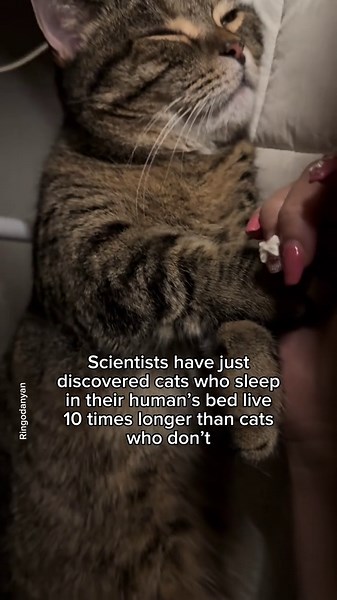 Why Cats Love Sleeping on Your Bed